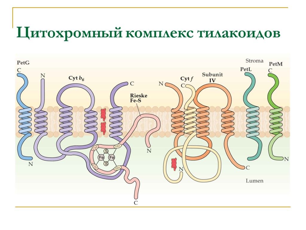 Цитохромный комплекс тилакоидов